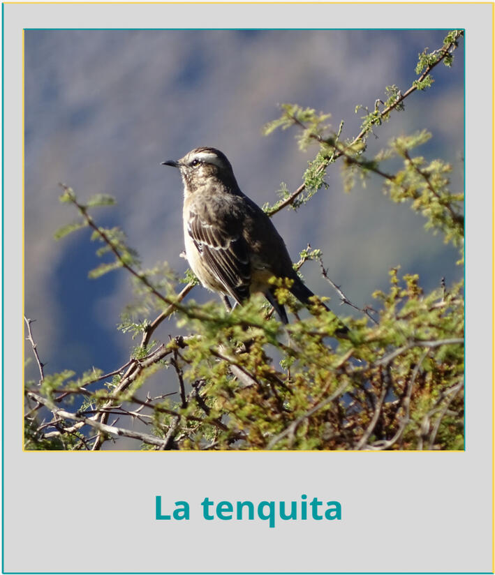 La tenquita La tenquita